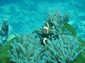 World Heritage Sites like this one remind us that world heritage can be alive - indeed, this is often the case with natural sites. Renowned for its beauty, the Great Barrier Reef contains the world�s largest collection of coral reefs, with 400 types of coral, 1,500 species of fish and 4,000 types of mollusc.